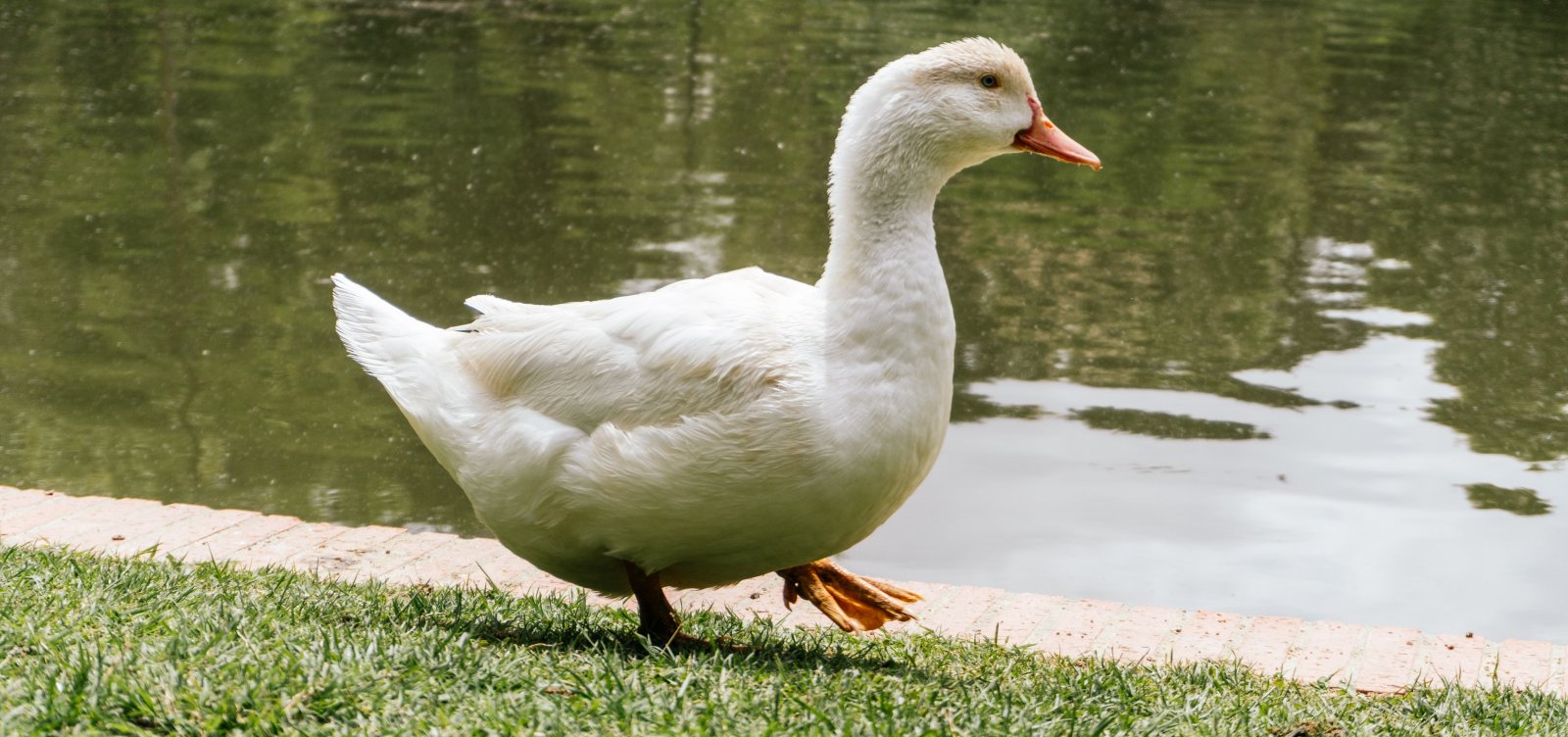 Gripe aviária mata quase 40 gansos e patos em zoológico no RS