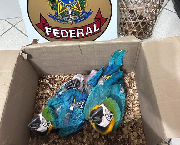 Polícia Federal apreende animais silvestres em Feira de Santana