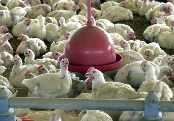 Governo confirma primeiro foco de gripe aviária em granja comercial no Rio Grande do Sul