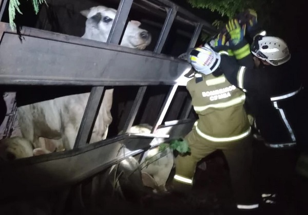 Caminhão com dezenas cabeças de gado tomba na BR-349