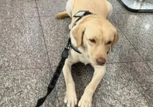 Voo é cancelado após companhia recusar embarque de cão de apoio para criança com TEA