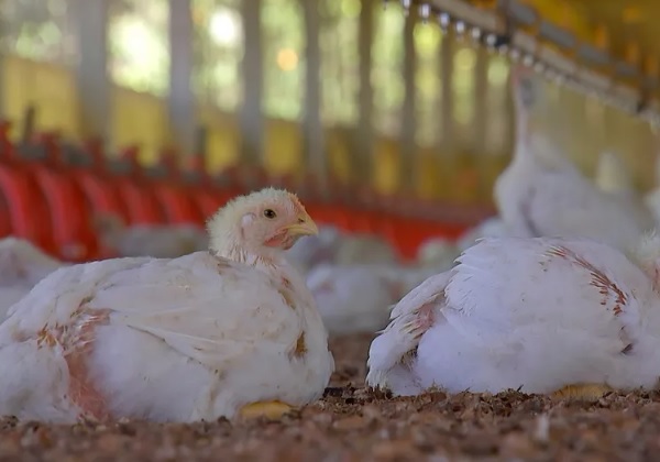 Exportações de frango do Brasil são suspensas por China e União Europeia após foco de gripe aviária no RS