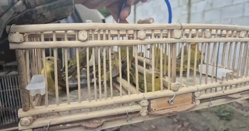 PM resgata 51 aves silvestres em Feira de Santana