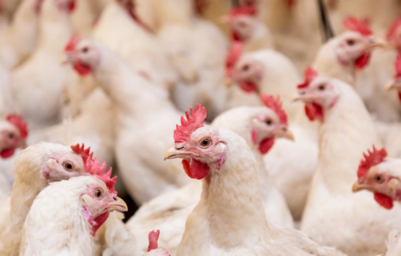 Suspeitas são descartadas e Bahia segue sem casos de Gripe Aviária (H5N1)