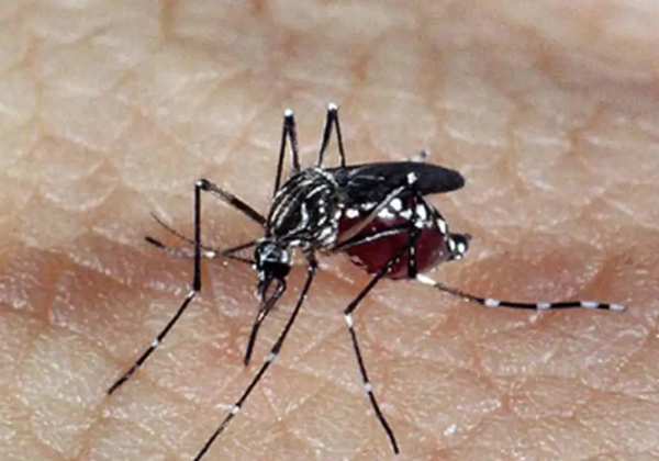 Bahia registra queda histórica nos casos de dengue em 2025, aponta Sesab