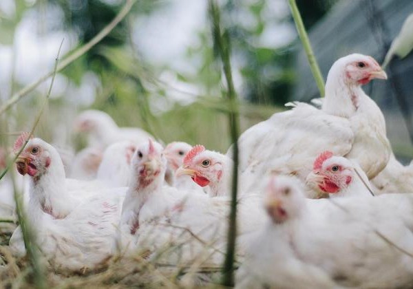 Exportações de carne de aves caem 12,9% em maio, impactadas por gripe aviária