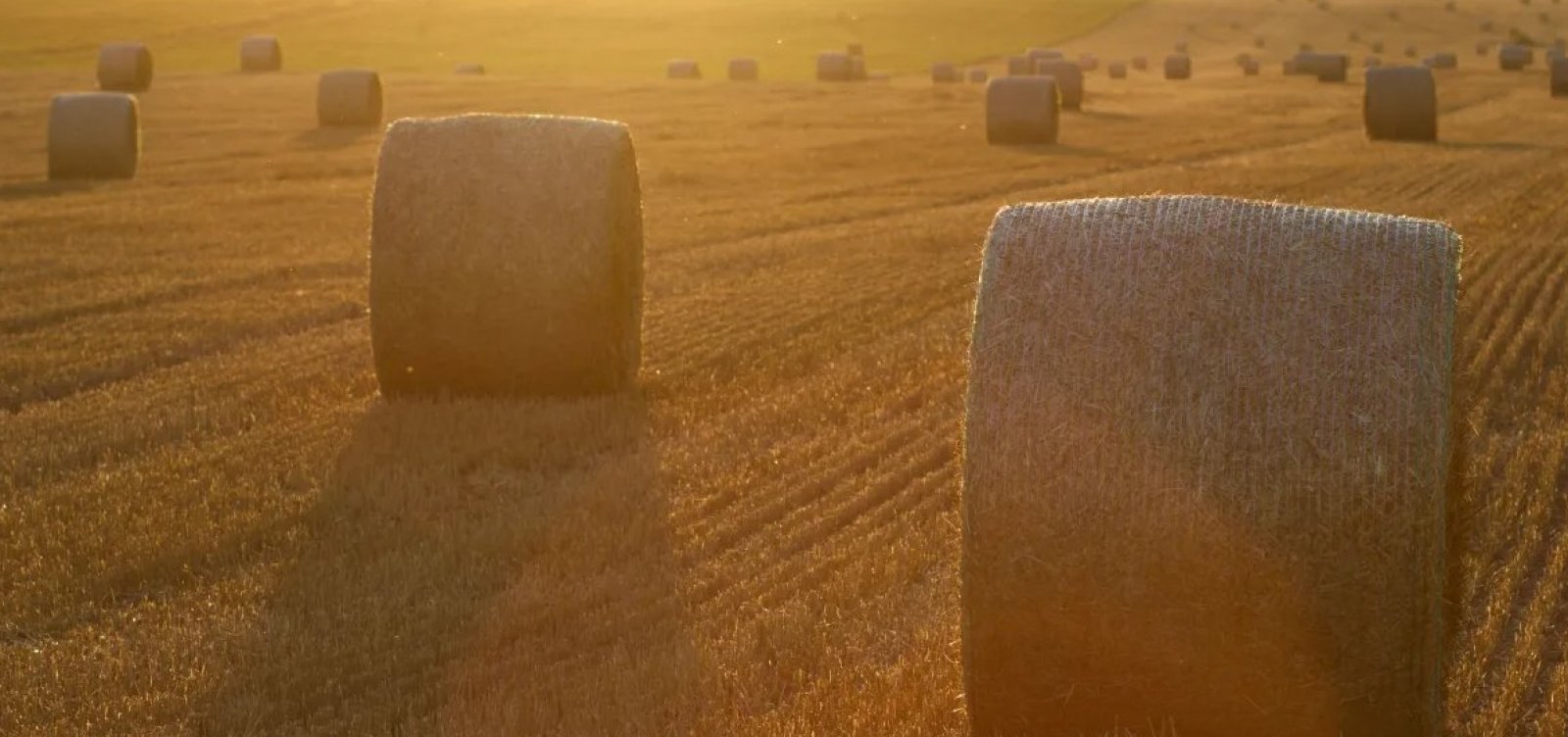 Agro diz que tarifaço de Trump ‘não se justifica’ e prejudica EUA e Brasil