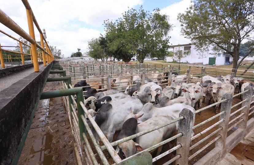 Cooperfeira celebra o Dia do Pecuarista destacando a força do setor e os desafios da atividade