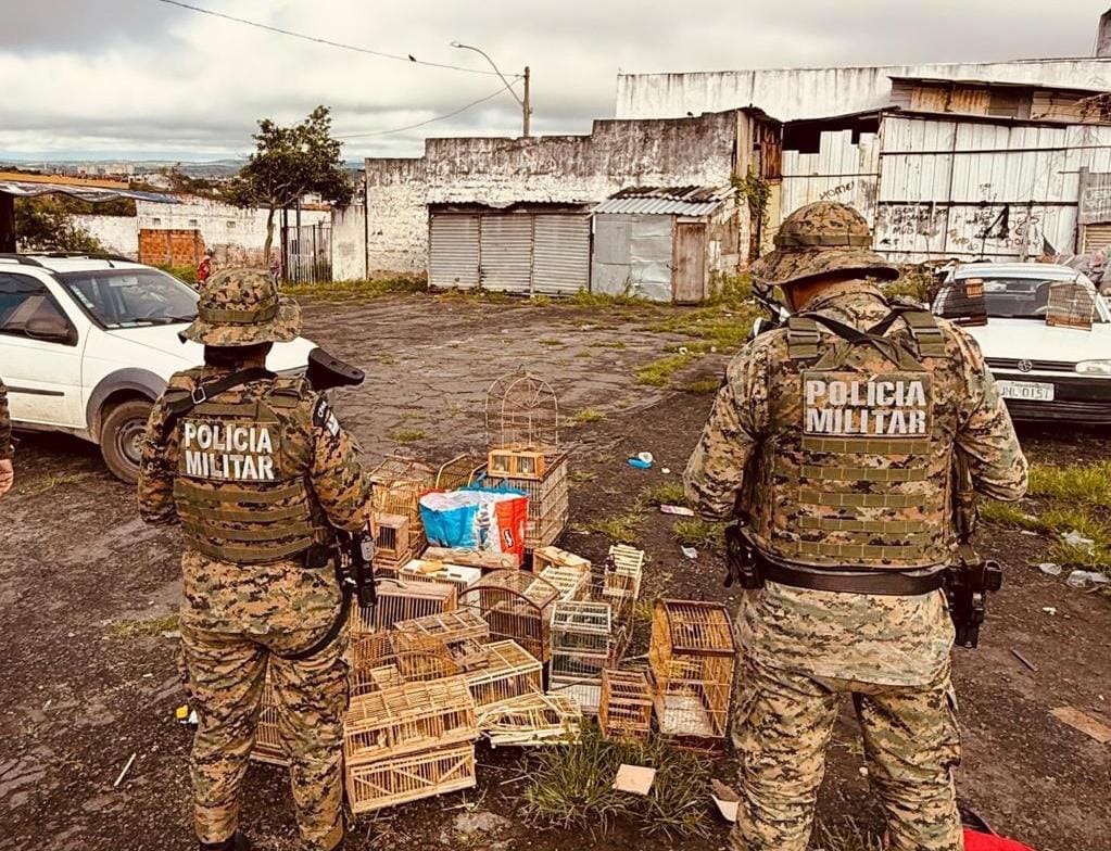 PM apreende aves silvestres e conduz homens por crime ambiental em Feira de Santana
