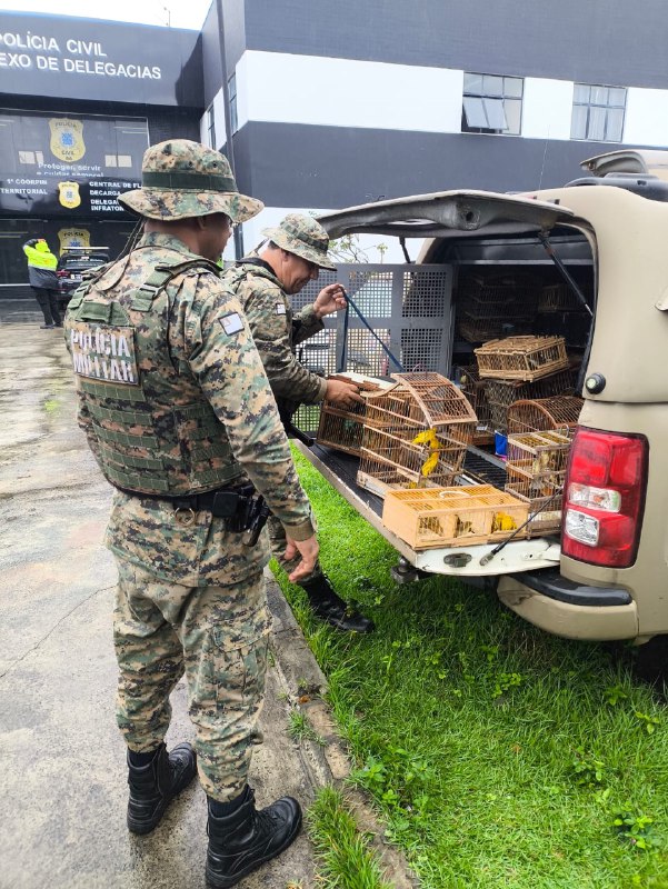 PM resgata 150 aves e prende sete homens em Feira de Santana