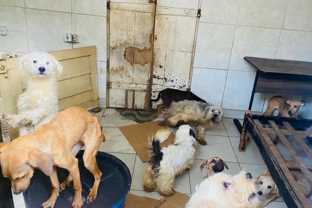 Operação conjunta flagra cães e gatos em condições insalubres no centro de Feira de Santana