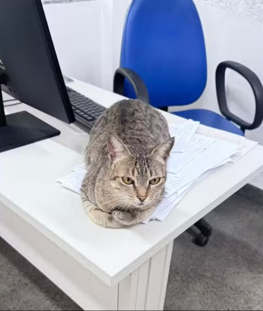 Gata vira mascote de delegacia em Feira de Santana e conquista policiais com história de superação