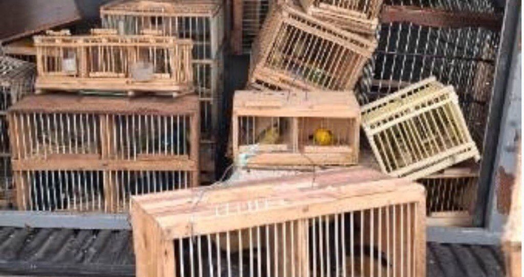 Polícia Militar apreende 40 aves silvestres em Feira de Santana