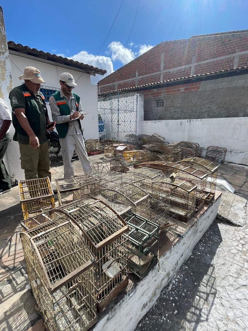 Polícia Civil apreende 110 pássaros silvestres em operação contra crimes ambientais em Nova Fátima