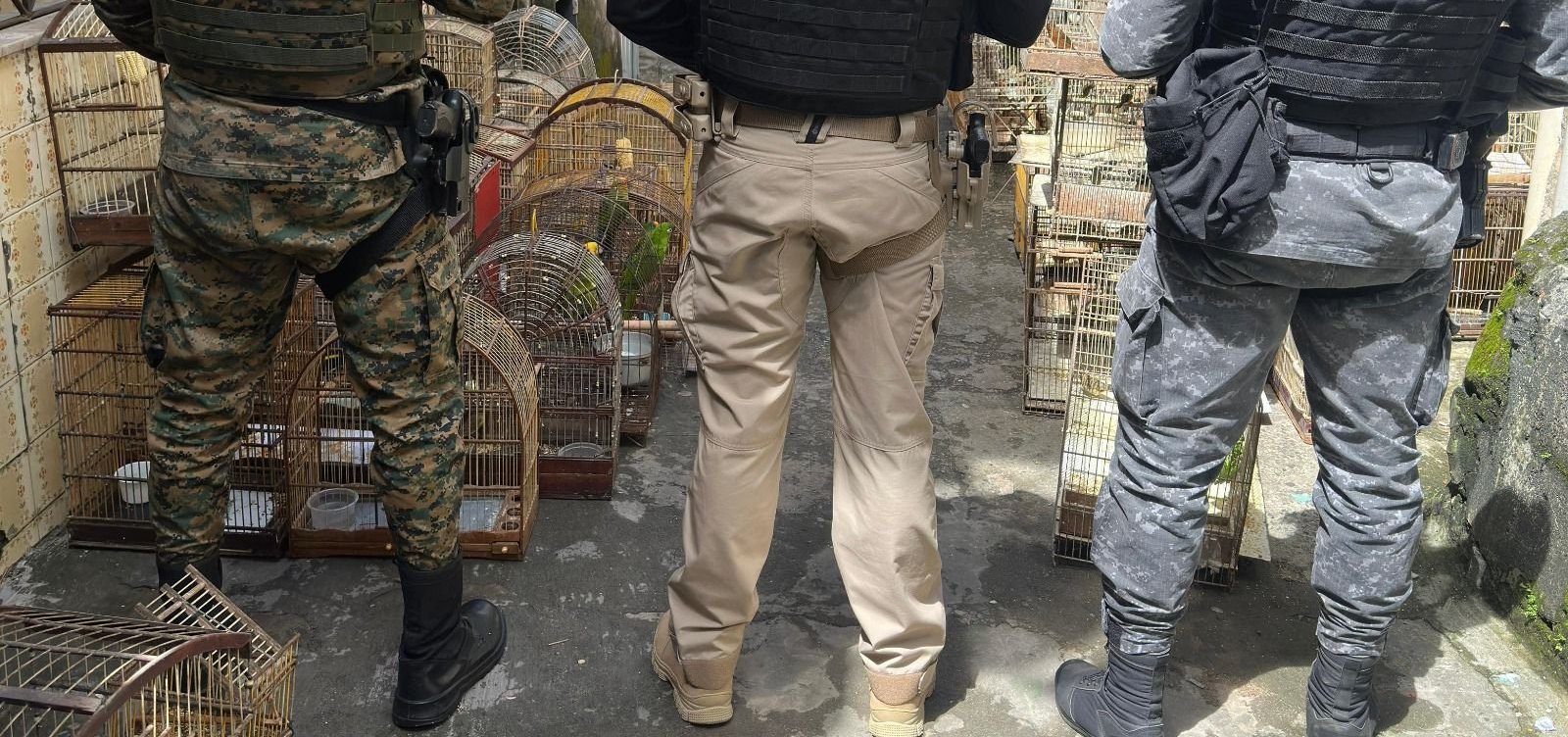 Operação prende na Bahia um dos maiores traficantes de animais silvestres do país