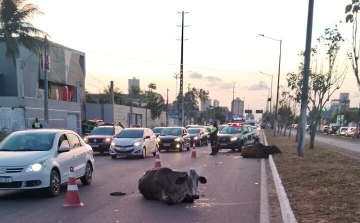 Animais na pista provocam acidente na Avenida Noide Cerqueira