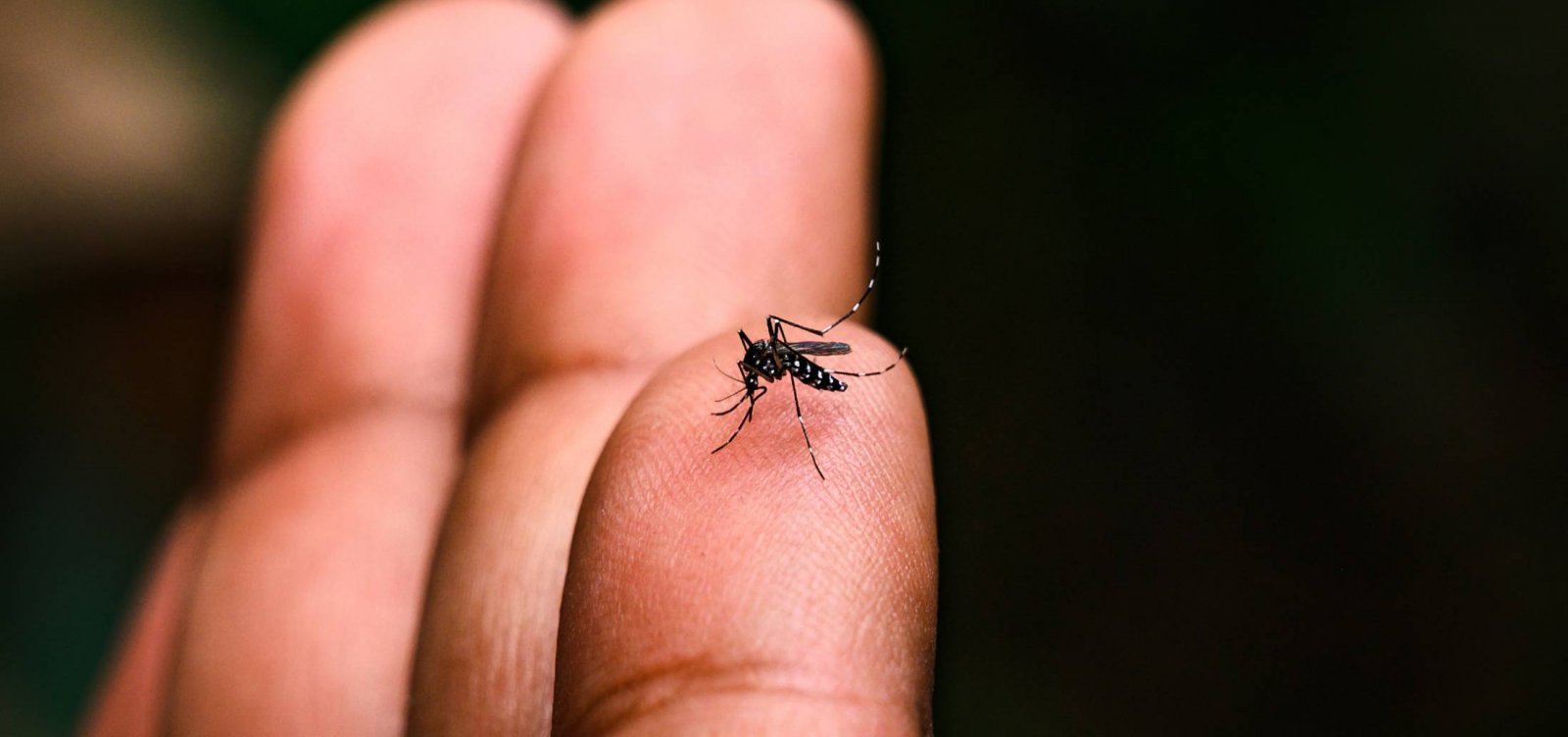 Anvisa aprova 1ª vacina de dose única contra a dengue no Brasil