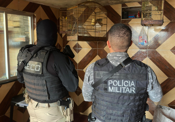 MPBA denuncia líder e 23 suspeitos de rede nacional de tráfico de aves silvestres