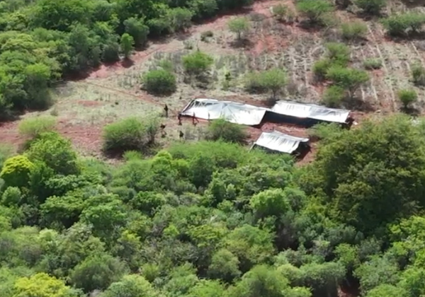 PM localiza plantação gigante de maconha na Bahia; suspeitos conseguem fugir