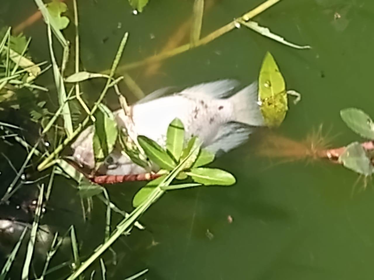 Secretaria de Meio Ambiente investiga morte de peixes na Barragem de Jaguara