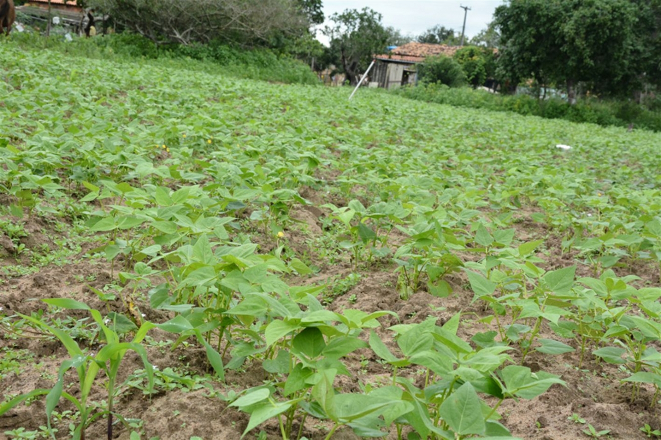 Janela agrícola é aberta em Feira de Santana e impulsiona plantio de milho e feijão na região