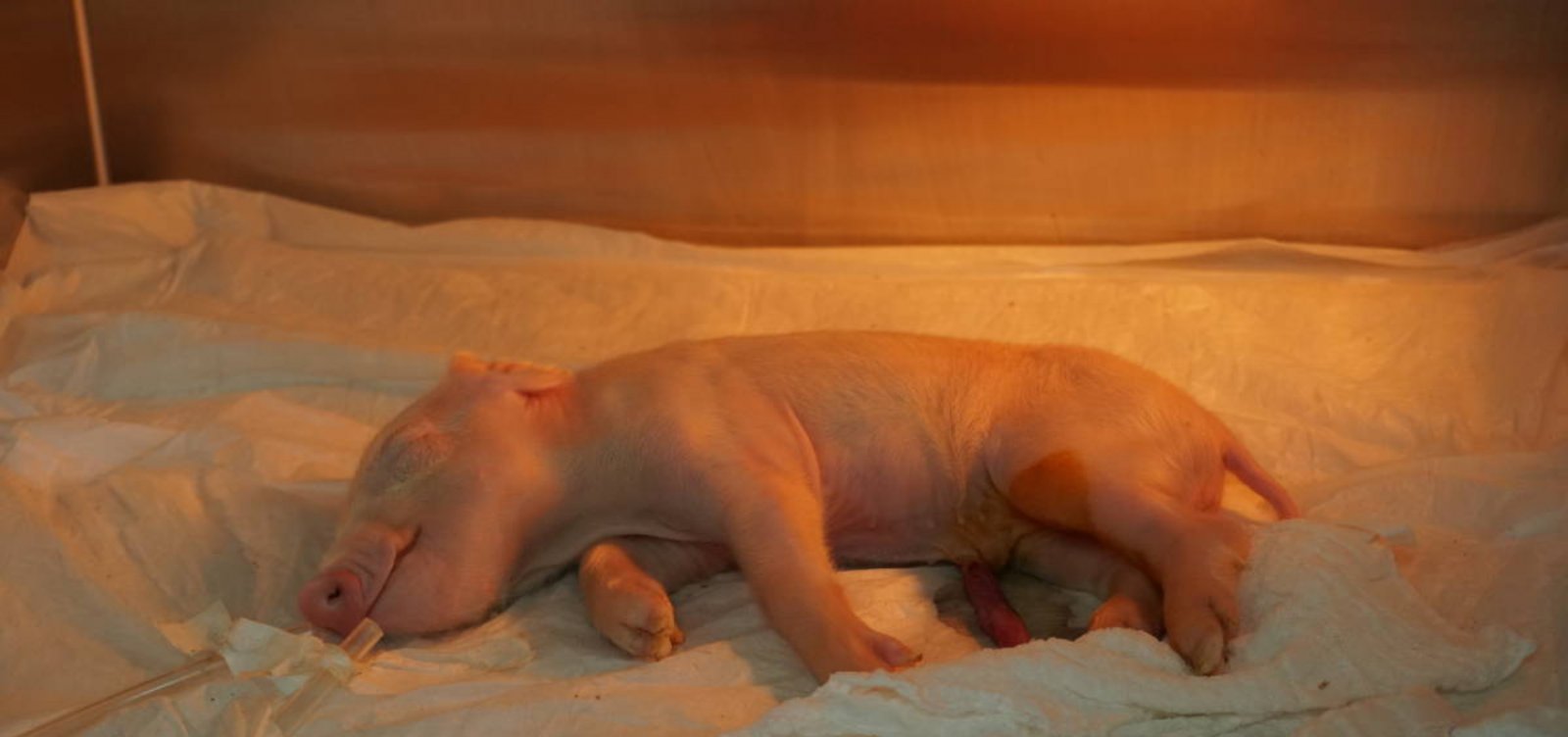 USP clona porco e avança em pesquisa para transplante de órgãos em humanos