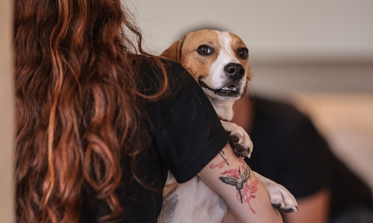 Nova lei define regras para guarda compartilhada de pets após separação