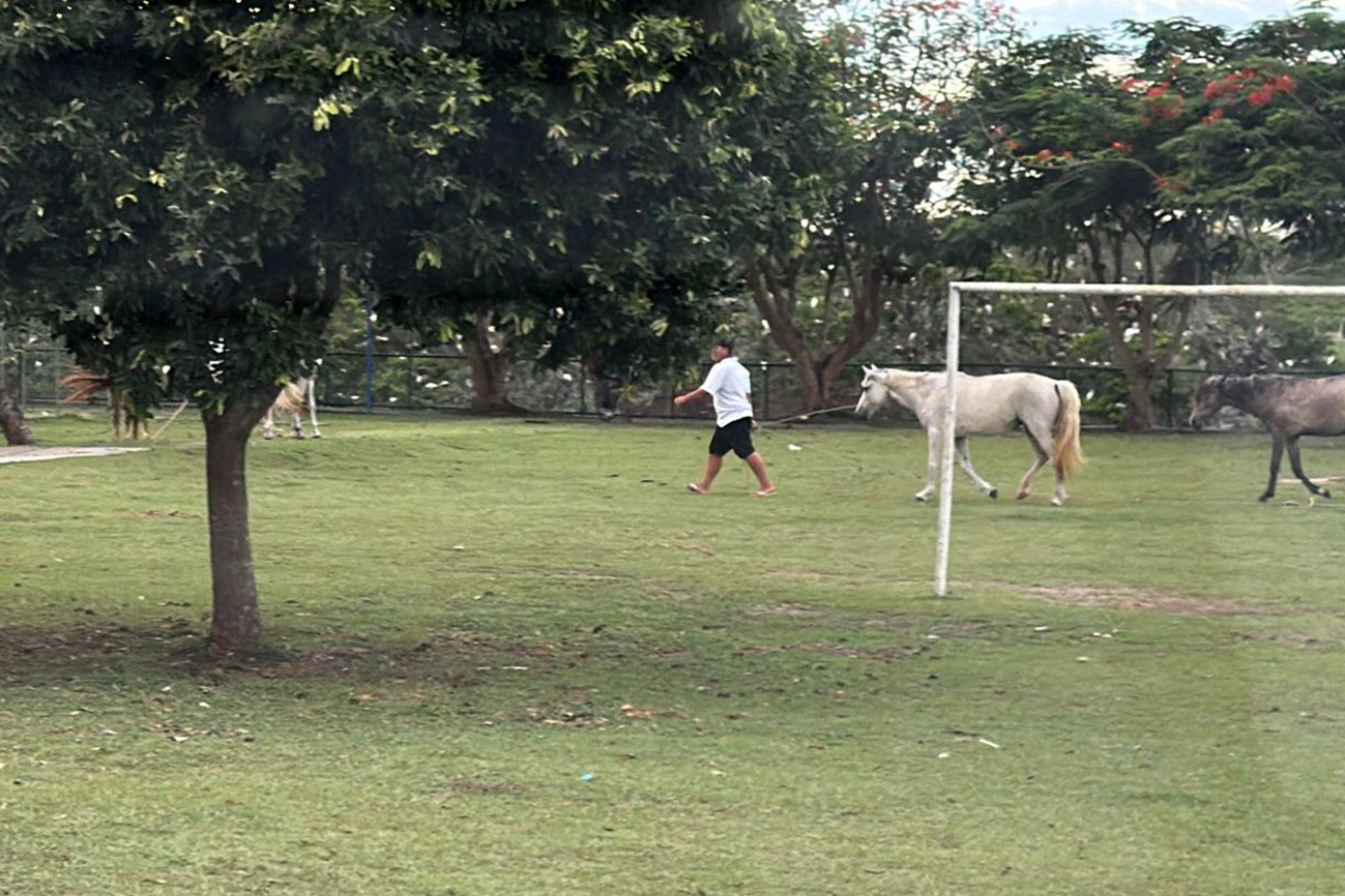 Vigilância Zoonótica reforça orientação a donos de cavalos na Lagoa Grande