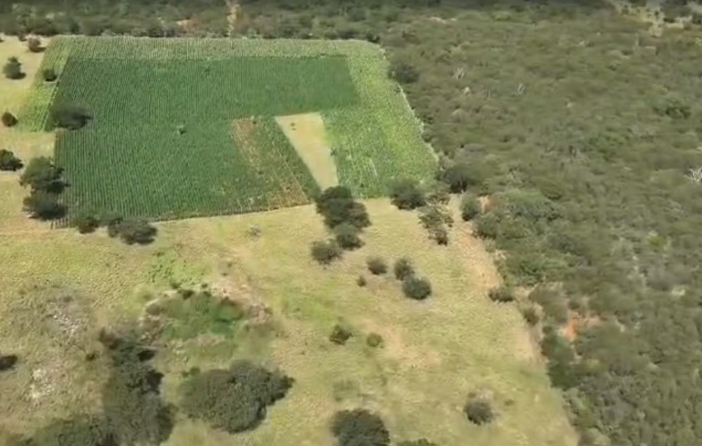 Segunda fase da Operação Raízes Ocultas erradica 300 mil pés de maconha em Ibitiara