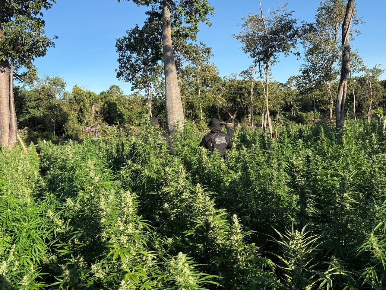 FICCO Bahia, PM, PC e DPT localizam roça com aproximadamente 50 mil pés de maconha