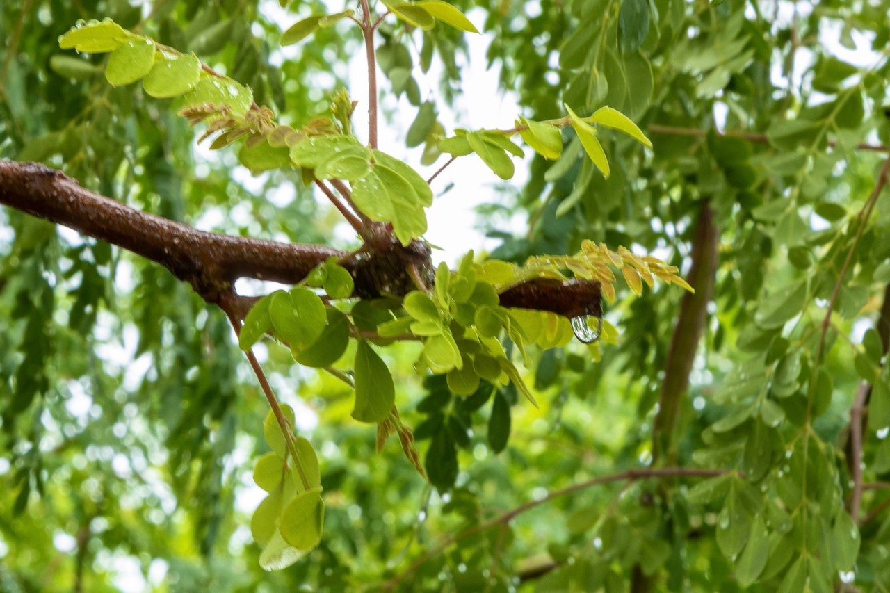 Chuvas intensas mantêm litoral da Bahia com risco de alagamentos e deslizamentos, alerta Inema