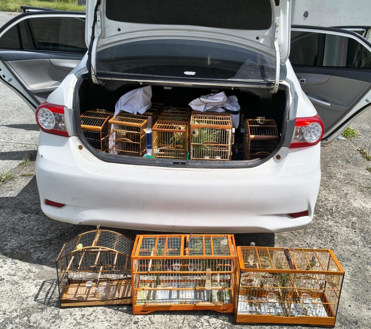 PRF resgata 10 aves silvestres transportadas irregularmente na BR-116, em Antônio Cardoso